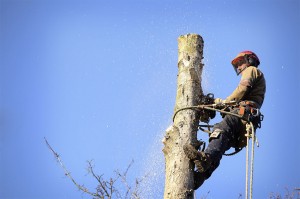 tree-trim