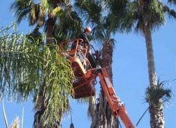 tree-trim2